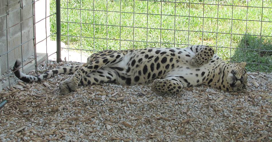 African leopard (Panthera pardus)