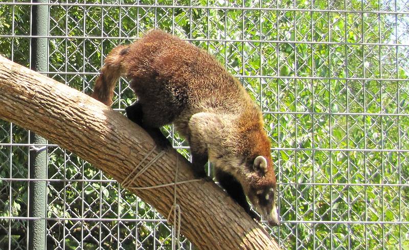 White-nosed coati at Cedar Cover large cat refuge