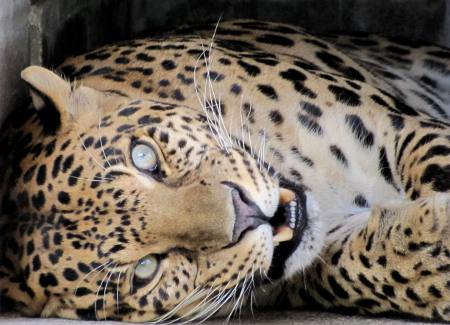 Leopard photograph for sale