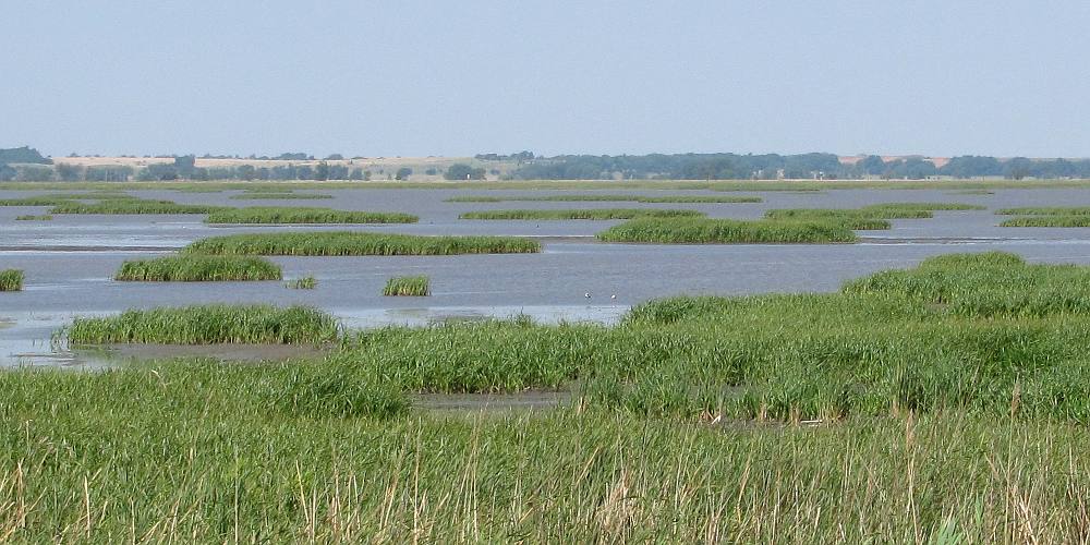 Marshland at Cheyenne Bottoms Wildlife Area