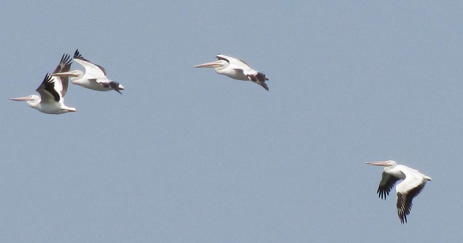 American White Pelicans - Cheyenne Bottoms