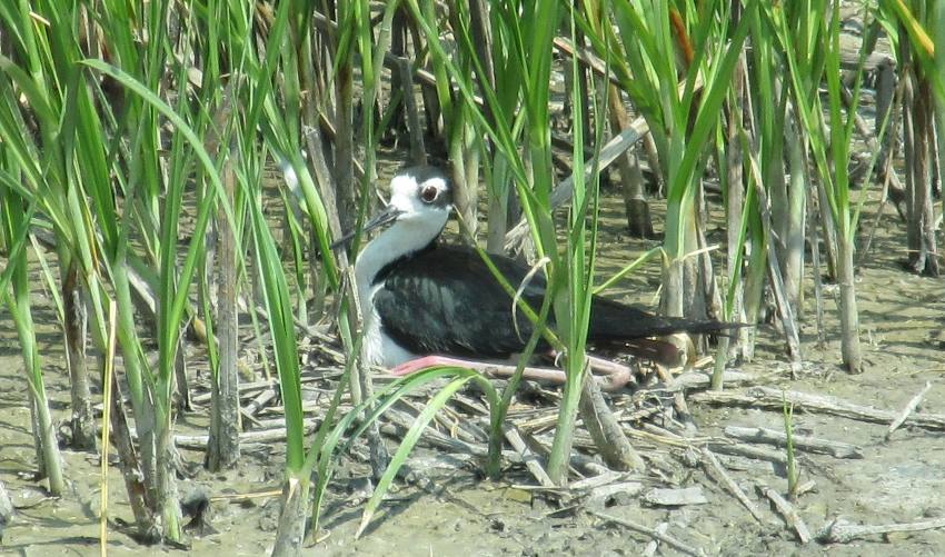 Black-necked Stilt at Cheyenne Bottoms