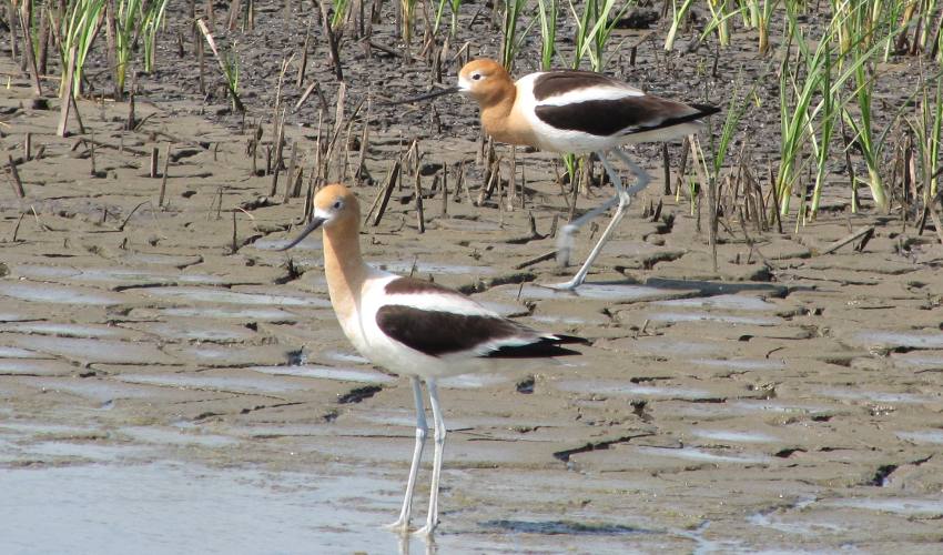 American Avocet at Cheyenne Bottoms