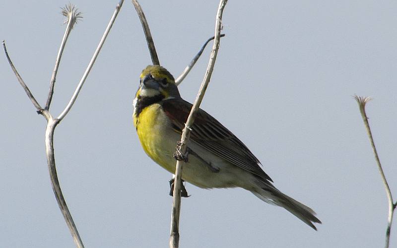 Dickcissel - Cheyenne Bottoms