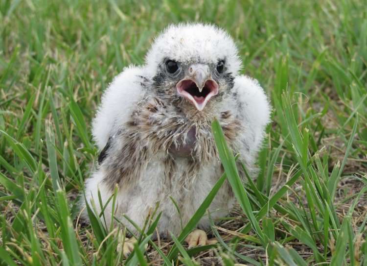 American Kestrel chick