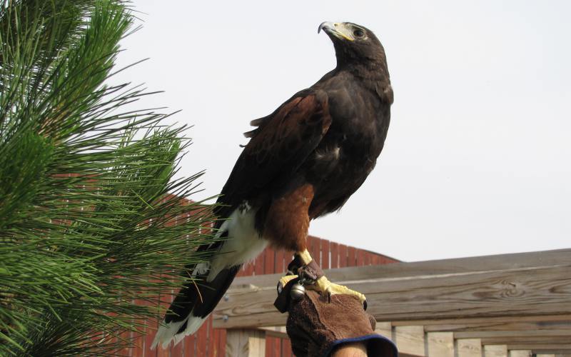 Harris Hawk at the Eagle Valley Raptor Center