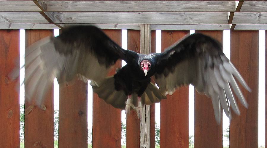 Turkey Vulture at the Eagle Valley Raptor Center