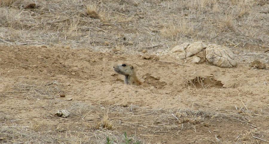 Black-tailed Prairie Dog