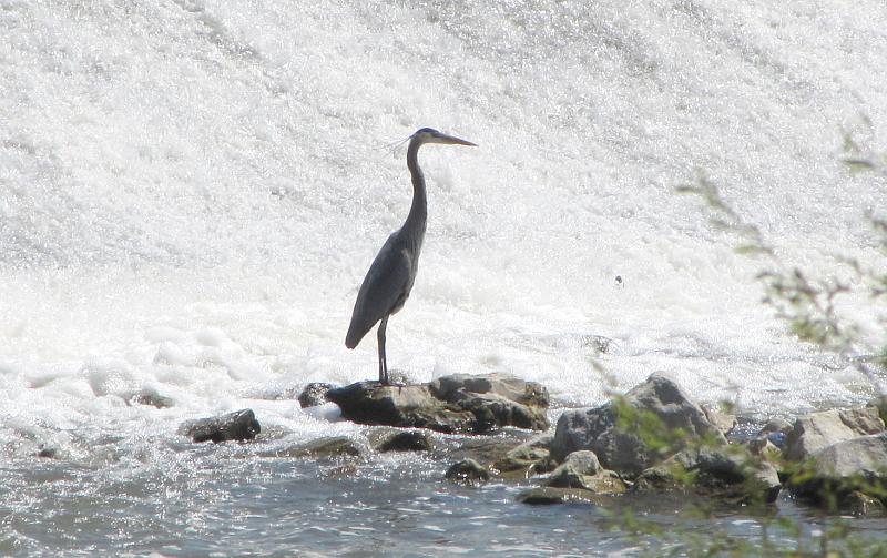 Great Blue Heron (Ardea herodias)