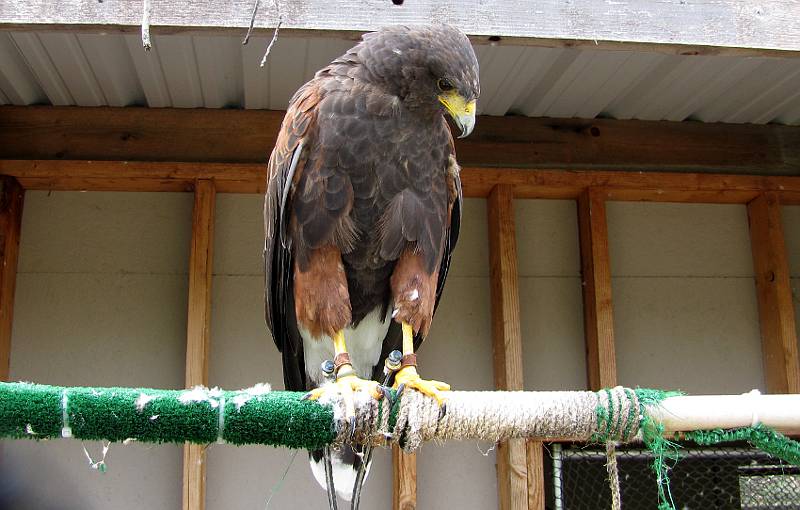 Red-tailed Hawk (Buteo jamaicensis)