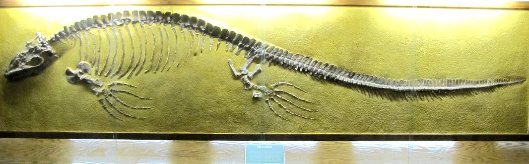 Mosasaur (Platecarpus coryphaeus)