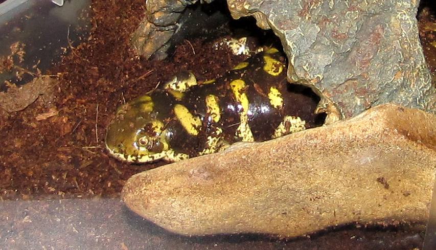 Tiger Salamander (Ambystoma tigrinum) - Nature Reach