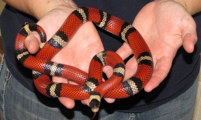 Scarlet Kingsnake (Lampropeltis triangulum elapsoides)