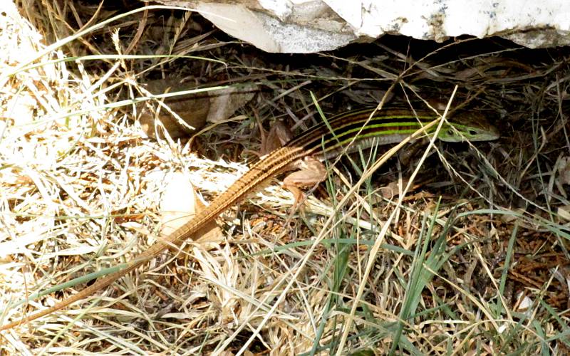 six-lined racerunner lizard