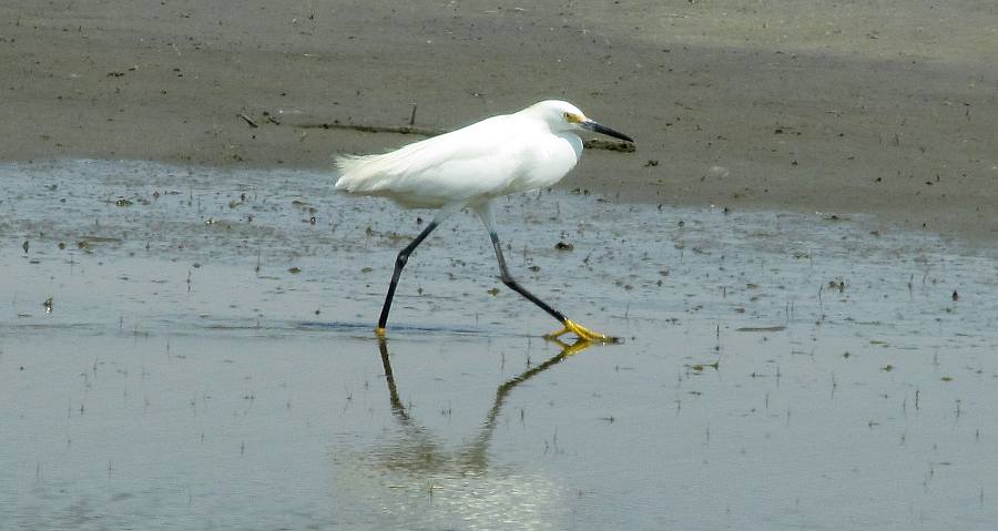 Snowy Egret - Quivira National Wildlife Refuge