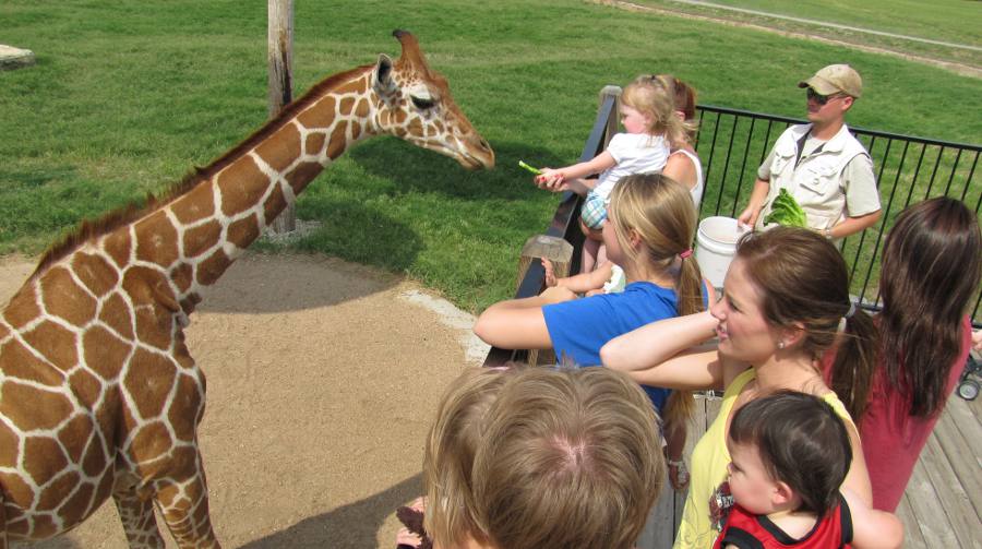 child feeding a girrafe at Tanganyika Wildlife Park