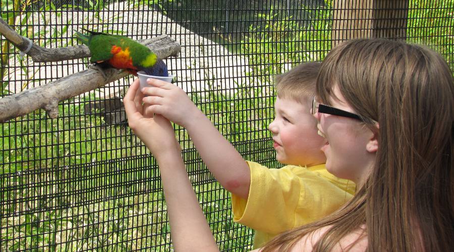 Swainson's Blue Mountain Lory (parrot)