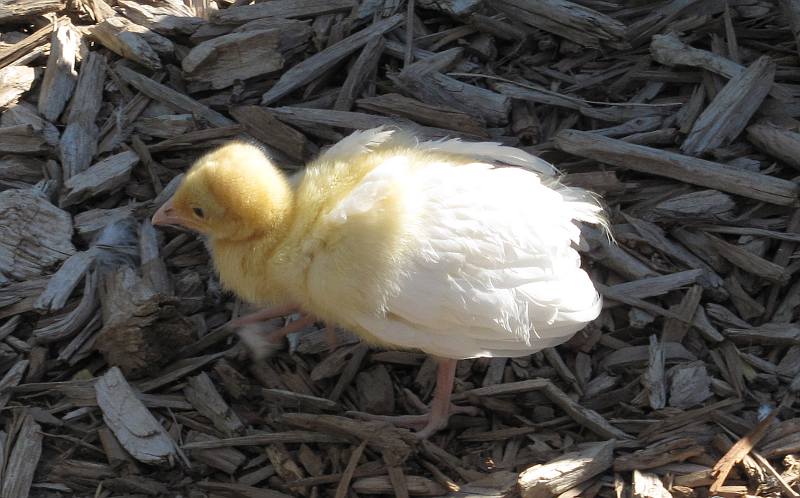 baby peacock