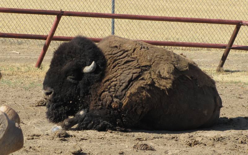 American bison (buffalo) - Dodge City Zoo