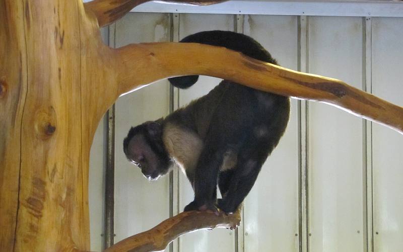 Black-capped Capuchin money at the Wright Park Zoo