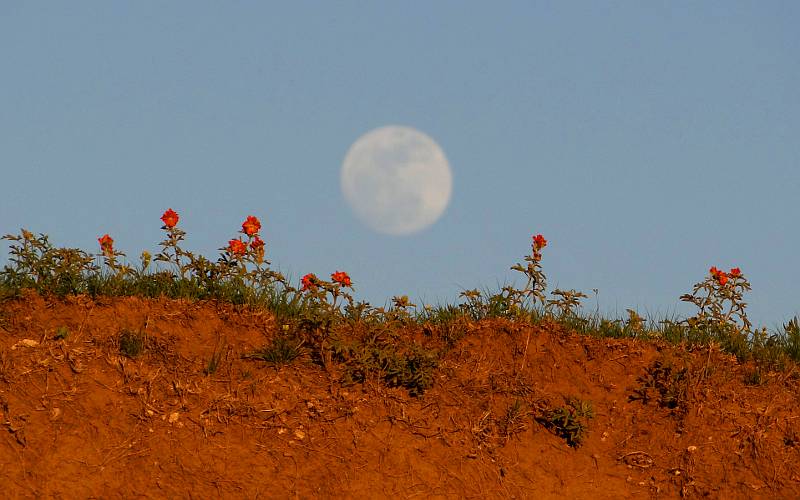 Super moon and wildflowers at Big Basin