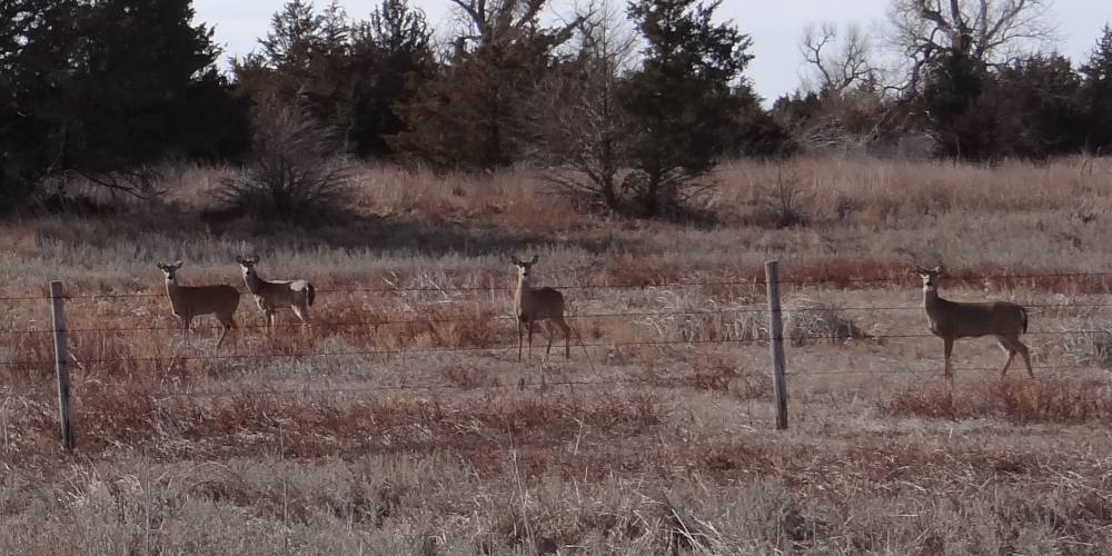 white-tailed deer