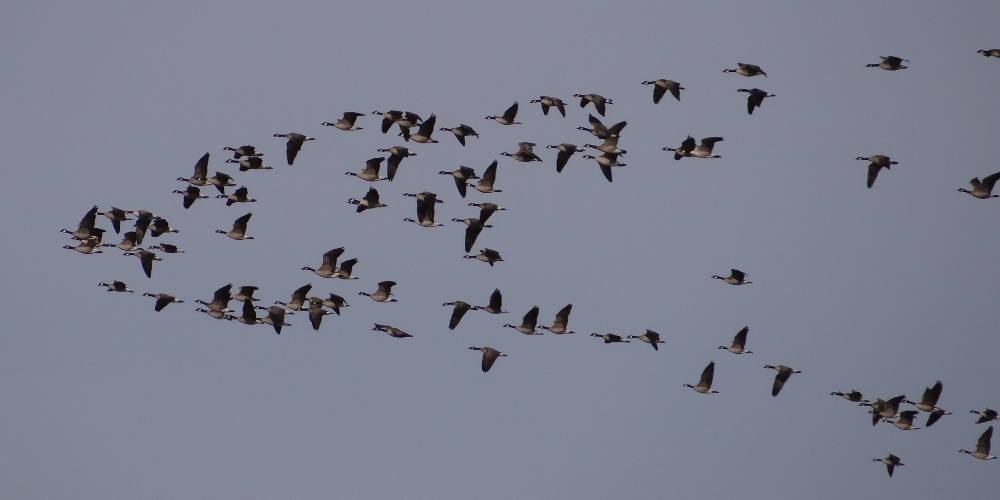 Canada Geese - Quivira National Wildlife Refuge