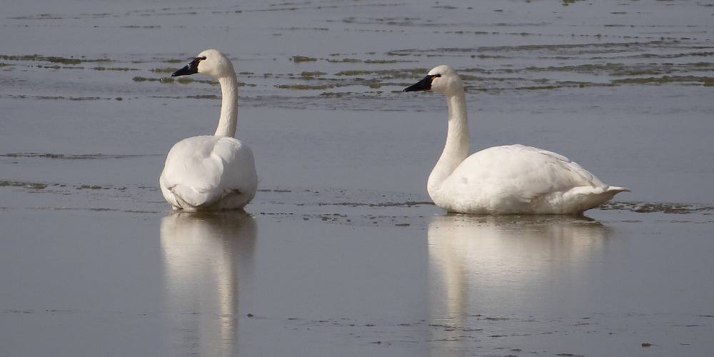 Tundra Swans - Quivira National Wildlife Refuge