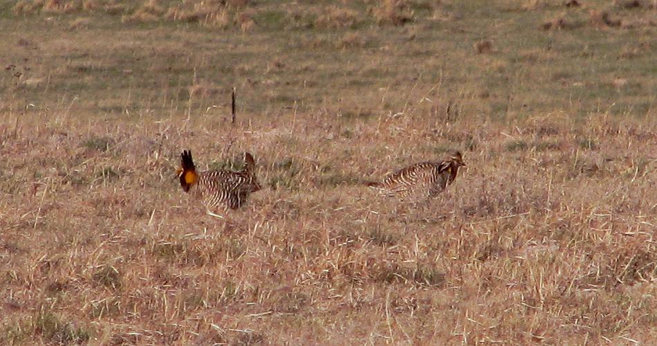 prairie chicken at Cheyenne Bottoms