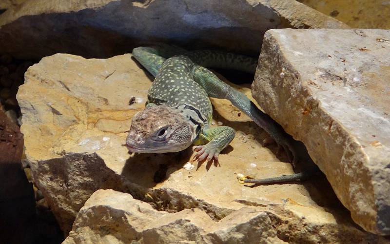 eastern collared lizard - Milford Nature Center