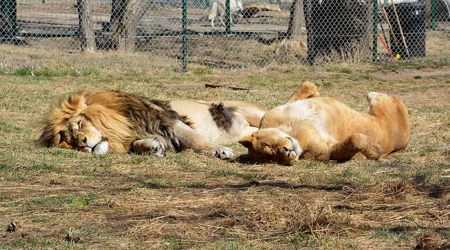 African lions at Cedar Cove Park