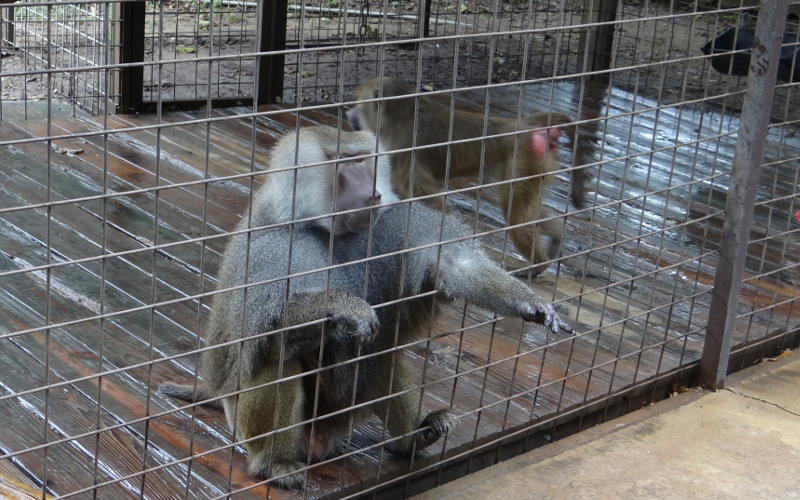 Guinea baboon at Safari Zoological Park