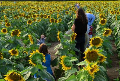 Grinter's Sunflower Farm - Lawrence, Kansas