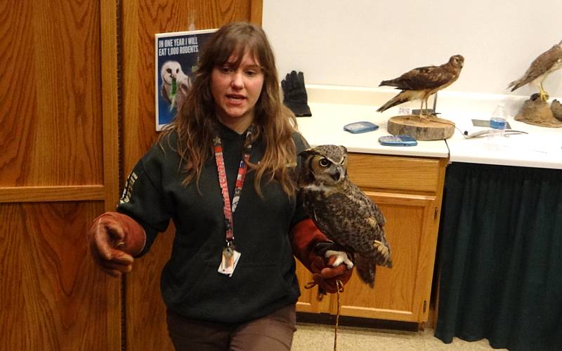 Great Horned Owls