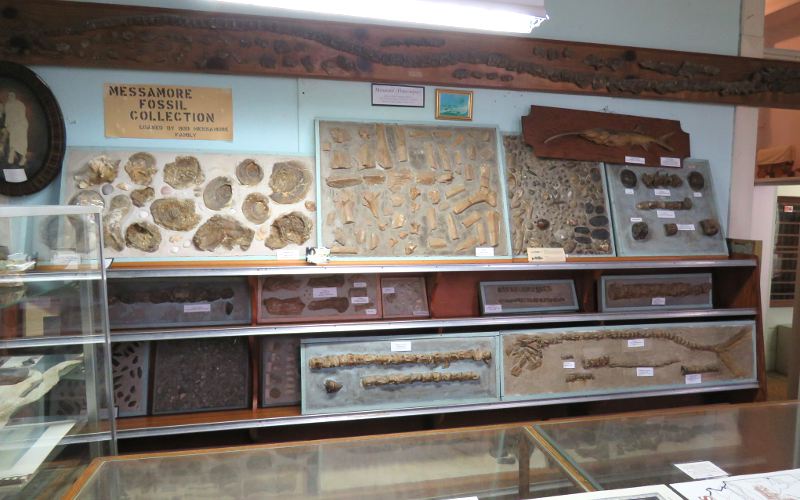 Messamore Fossil Collection in Kansas