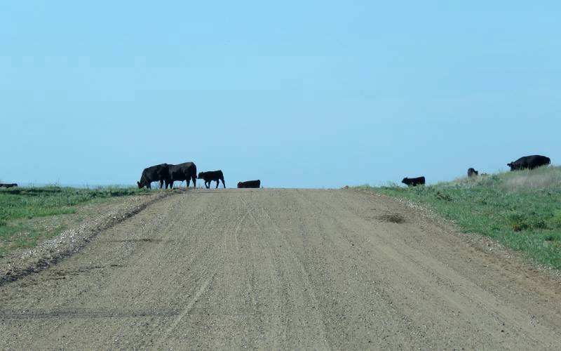 Gypsum Hills cows