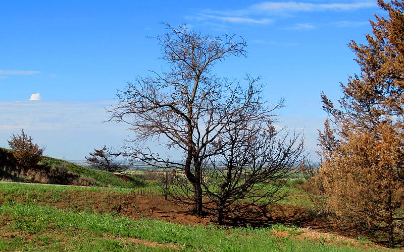 Gypsum hills fire damaged trees