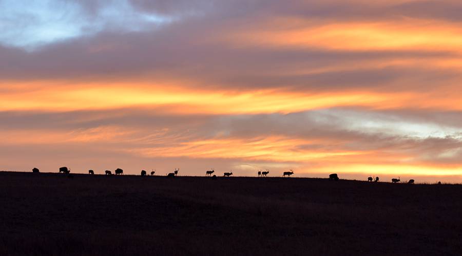 American bison and elk at Maxwell Wildlife Refuge