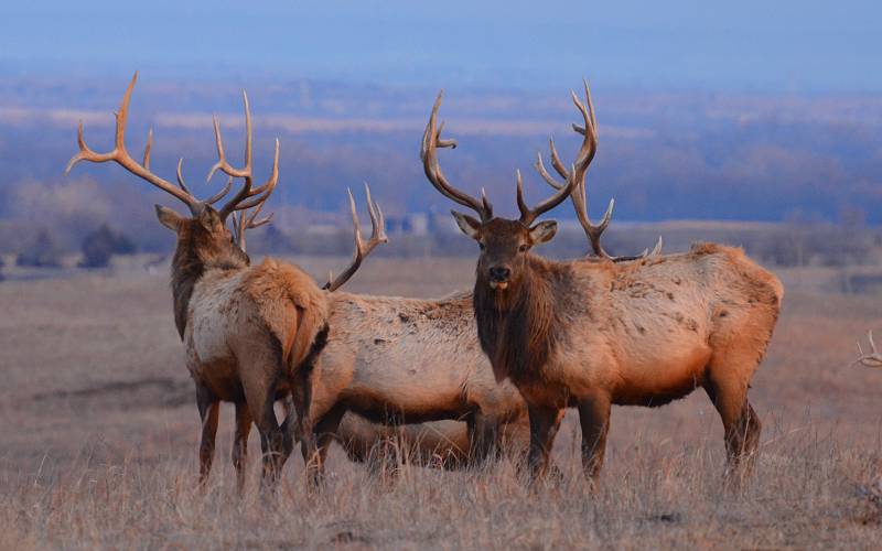 Elk at Maxwell