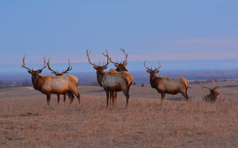 six male elk