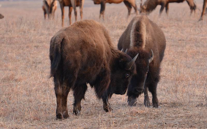 American bison (buffalo)