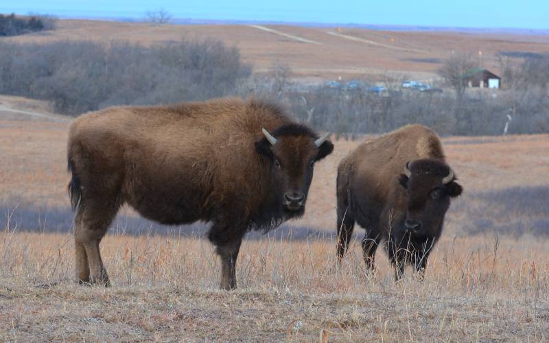 buffalo looking at the camera