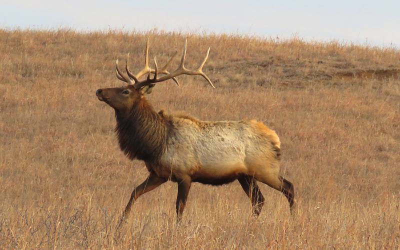 Elk at Maxwell Wildlife Refuge