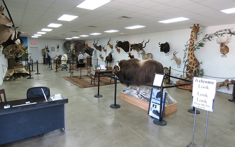 Chipolopolo taxidermy specimens