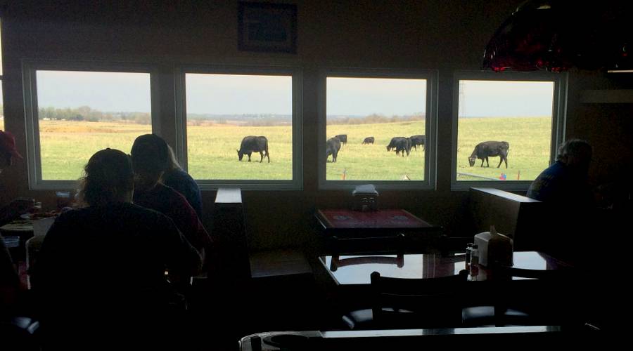 Dinning room view of cows