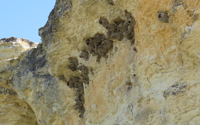Cliff Swallow nests