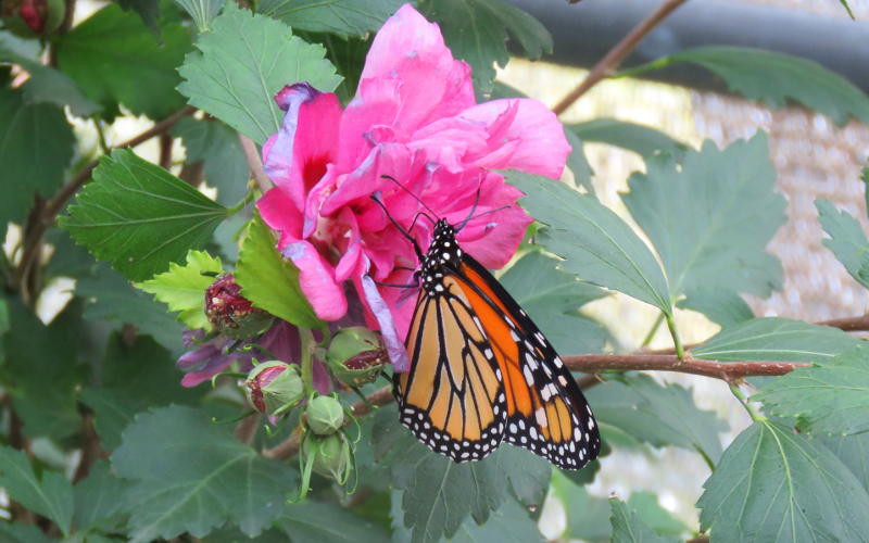 Great Bend Brit Spaugh Zoo’s Butterfly House