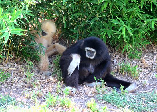 Tanganyika Wildlife Park - Goddard, Kansas