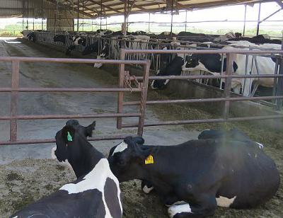 Hildebrand Farms Dairy - Junction City, Kansas