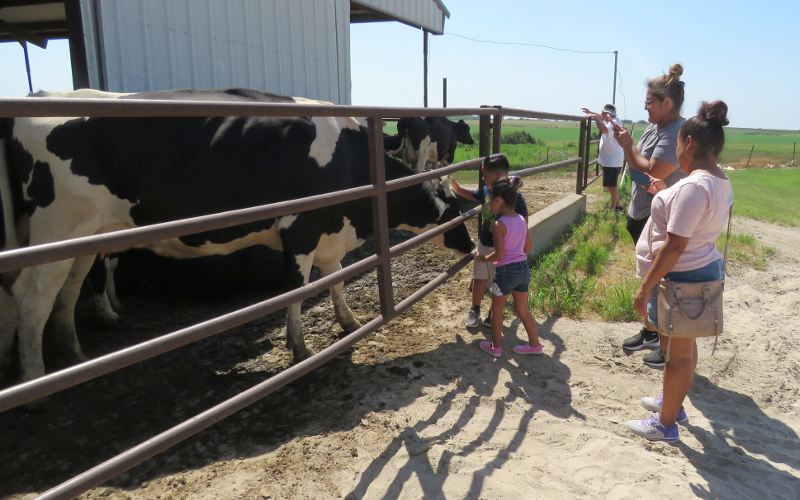Children petting cows